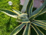 Agave vom Hagel zerst�rt